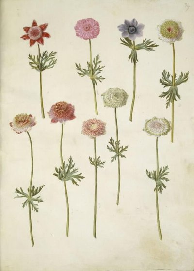 Anemone coronaria (fransk anemon) by Hans Simon Holtzbecker