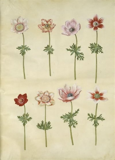 Anemone coronaria (fransk anemon) by Hans Simon Holtzbecker