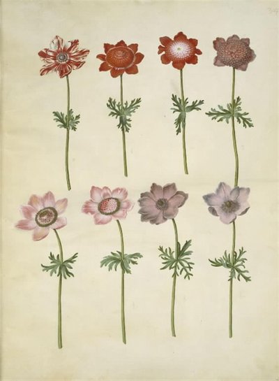 Anemone coronaria (fransk anemon) by Hans Simon Holtzbecker