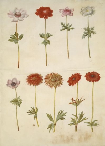 Anemon coronaria (Fransız anemon); Anemon × fulgens (parlak anemon) by Hans Simon Holtzbecker