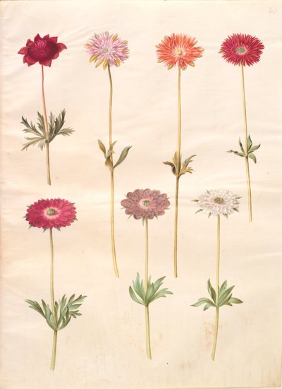 Anemon coronaria (Fransız anemon); Anemon × fulgens (parlak anemon) by Hans Simon Holtzbecker