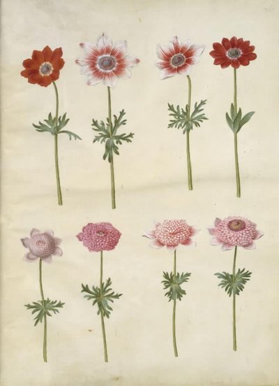 Anemone coronaria L. (Fransız anemon); Anemon pavonina (tavus kuşu anemon) by Hans Simon Holtzbecker
