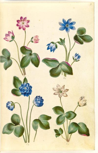 Anemon hepatica (mavi anemon) by Hans Simon Holtzbecker