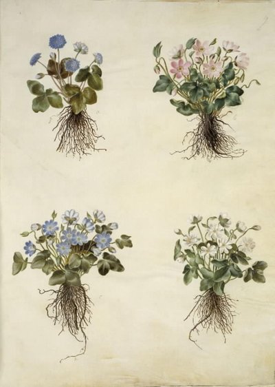 Anemon hepatica (mavi anemon) by Hans Simon Holtzbecker