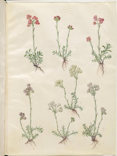 Antennaria dioica (ortak kedi ayağı) by Hans Simon Holtzbecker