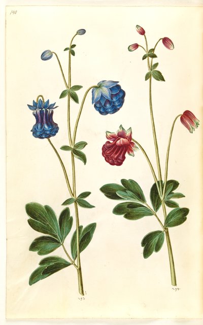 Aquilegia vulgaris (ortak columbine) by Hans Simon Holtzbecker