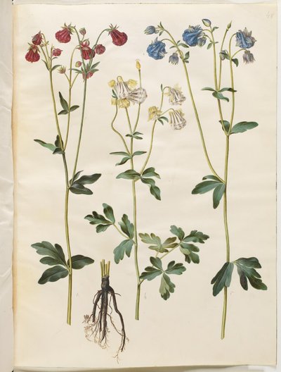 Aquilegia vulgaris (ortak columbine) by Hans Simon Holtzbecker