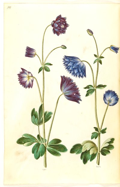 Aquilegia vulgaris (ortak columbine) by Hans Simon Holtzbecker