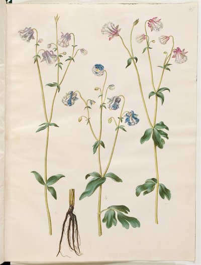 Aquilegia vulgaris (ortak columbine) by Hans Simon Holtzbecker