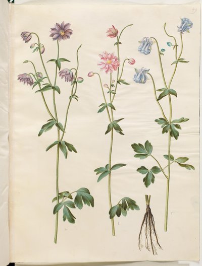 Aquilegia vulgaris (ortak columbine) by Hans Simon Holtzbecker