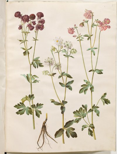 Aquilegia vulgaris (ortak columbine) by Hans Simon Holtzbecker