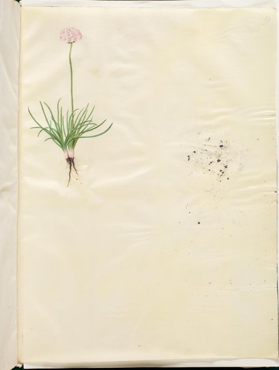 Armeria maritima (ortak İngiliz otu) by Hans Simon Holtzbecker