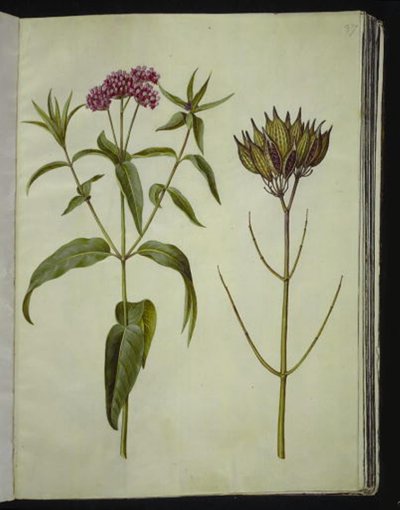 Asklepias incarnata (gül-silkeplante) by Hans Simon Holtzbecker