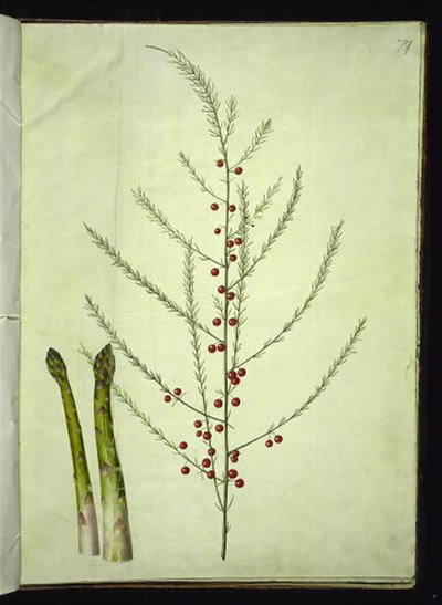 Kuşkonmaz officinalis (ortak kuşkonmaz) by Hans Simon Holtzbecker