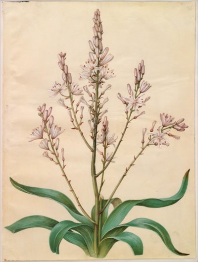 Asphodelus ramosus (afodil grenet) by Hans Simon Holtzbecker