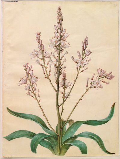 Asphodelus ramosus by Hans Simon Holtzbecker