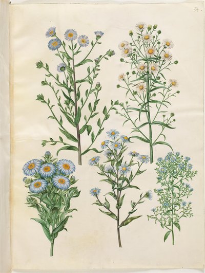 Aster amellus (bakire-asterler); Symphyotrichum novi-belgii (nybelgisk yıldızları); Symphyotrichum nova-anglia (nyengelsk yıldızları); Symphyotrichum dumosum (pude-aster); Symphyotrichum ericoides (lyng-aster) by Hans Simon Holtzbecker