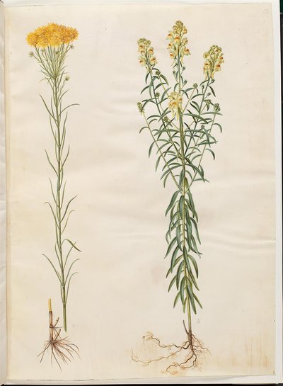 Aster linosyris (altın saçlı asterler); Linaria vulgaris (ortak morina ağzı) by Hans Simon Holtzbecker