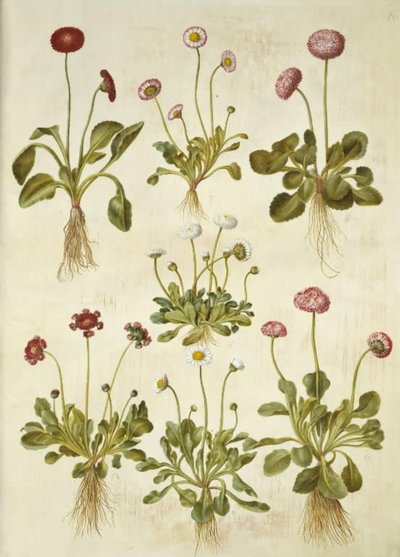 Bellis perennis (ortak papatya) by Hans Simon Holtzbecker