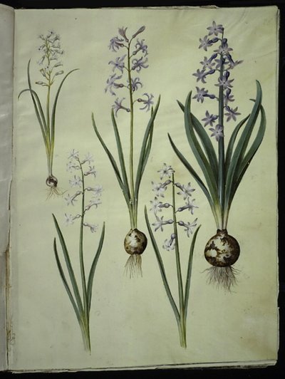 Brimeura ametisti (sümbül pirenæisk); Hyacinthus orientalis (almindelig sümbül) by Hans Simon Holtzbecker