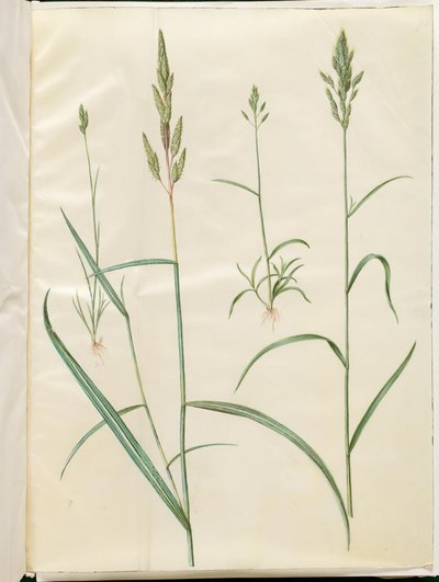 Bromus hordeaceus (yumuşak balıkçıl); Phalaris arundinacea (çizgili çimen) by Hans Simon Holtzbecker