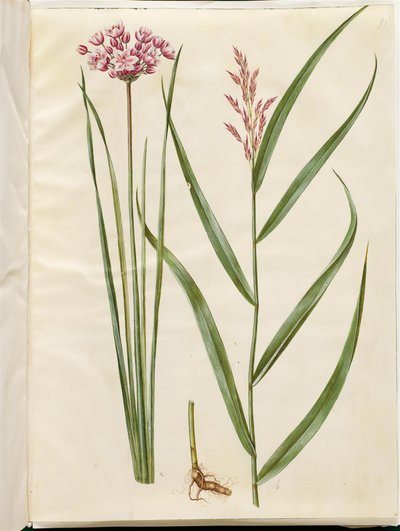 Butomus umbellatus (nedime); Phragmites australis (ortak kamış) by Hans Simon Holtzbecker