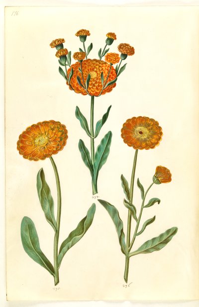 Calendula officinalis (sahip-morgenfruit) by Hans Simon Holtzbecker