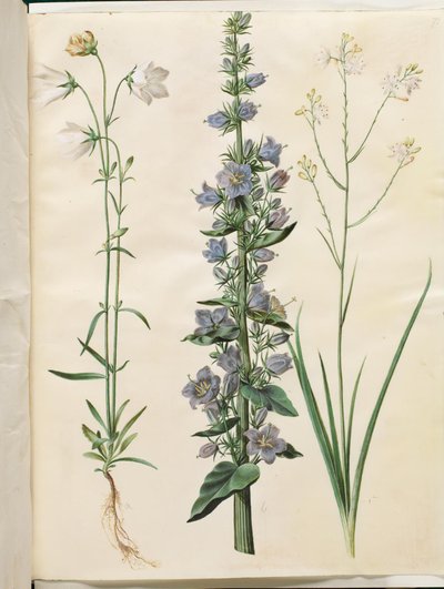 Campanula persicifolia (dar yapraklı çan); Campanula piramidalis (piramit çan); Anthericum ramosum (dallı örümcek) by Hans Simon Holtzbecker