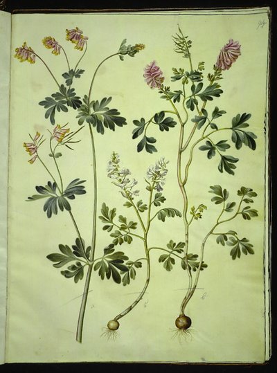 Capnoides sempervirens (alacalı bitki); Corydalis solida (uzun saplı karaçam sporları) by Hans Simon Holtzbecker