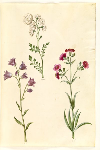 Cardamine pratensis (nergis); Campanula rotundifolia (?) (Küçük çan); Silene vulgaris (?) (Mesane raporu) by Hans Simon Holtzbecker