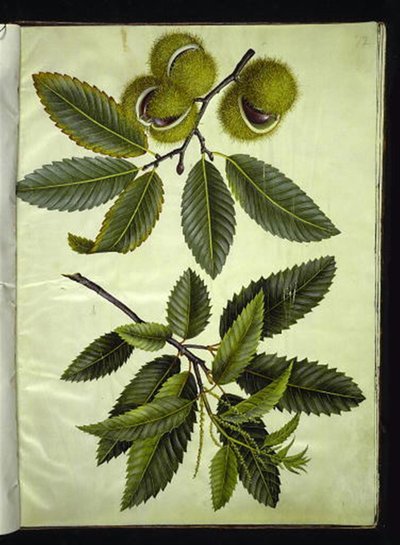 Castanea sativa (gerçek kestane) by Hans Simon Holtzbecker