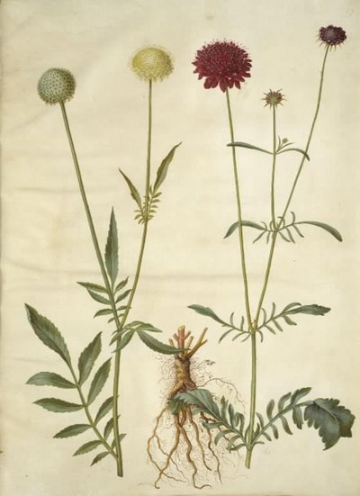 Cephalaria leucantha (beyaz pullu kafa); Scabiosa atropurpurea (dul çiçeği) by Hans Simon Holtzbecker