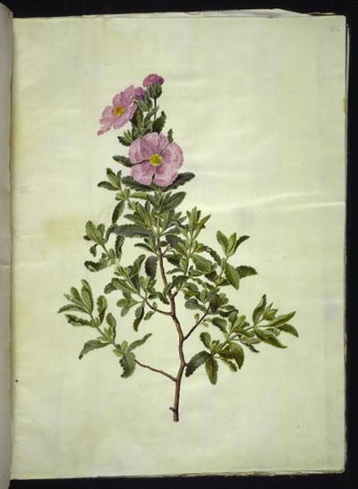 Cistus creticus (kreta-soløjetræ) by Hans Simon Holtzbecker