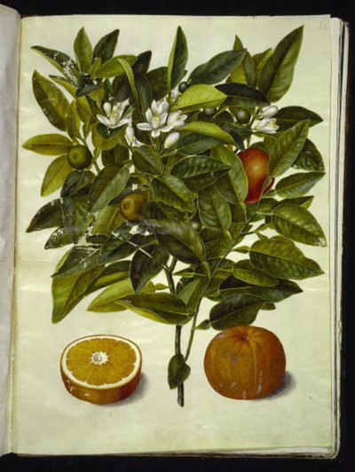 Narenciye sinensis (turuncu) by Hans Simon Holtzbecker