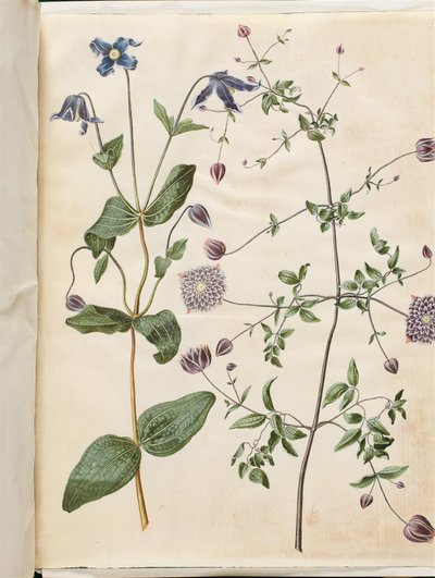 Clematis integrifolia (mavi çok yıllık akasma); Clematis viticella (İtalyan orman asması) by Hans Simon Holtzbecker