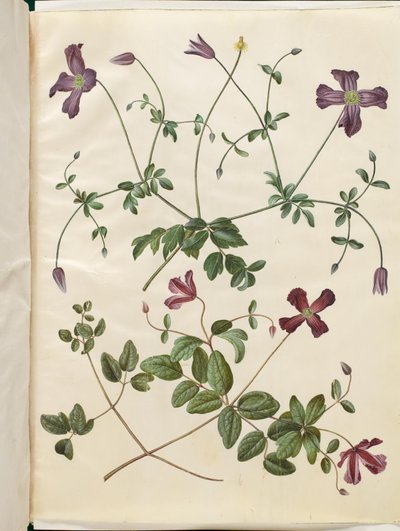 Clematis viticella (İtalyan kızartma tavası) by Hans Simon Holtzbecker