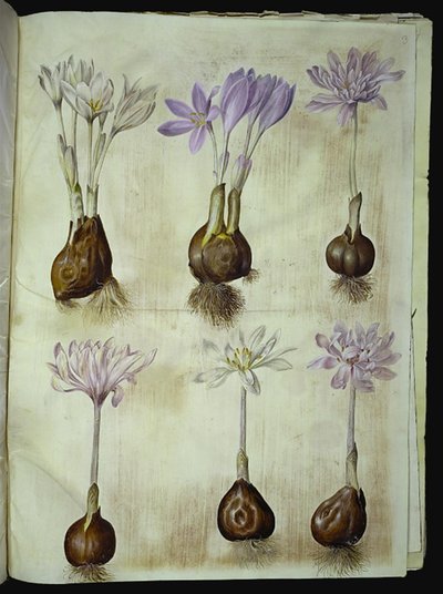 Colchicum Autumnale (sonbahar-zamansız) by Hans Simon Holtzbecker