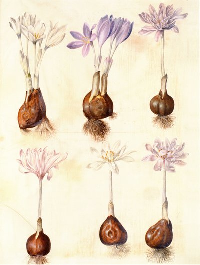 Colchicum autumnale by Hans Simon Holtzbecker