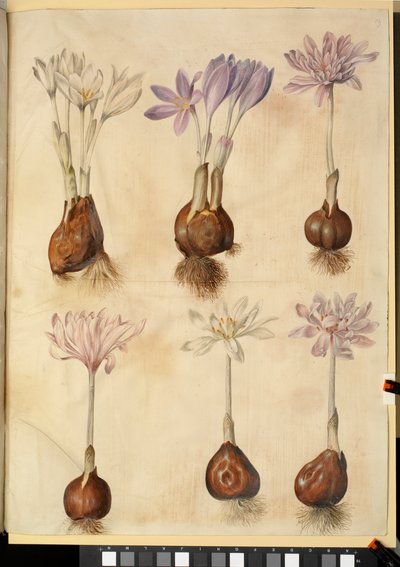Colchicum autumnale by Hans Simon Holtzbecker