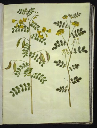 Colutea arborescens (yaygın mesane kapsülleri); Hippocrepis emerus (çalı-at nalı) by Hans Simon Holtzbecker
