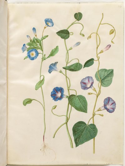 Convolvulus üç renkli (bakire etek); Ipomoea purpurea (mor ihtişam) by Hans Simon Holtzbecker