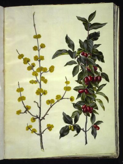 Cornus mas (kiraz-kızılcık) by Hans Simon Holtzbecker