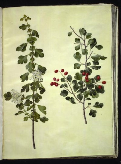 Crataegus laevigata (ortak alıç) by Hans Simon Holtzbecker