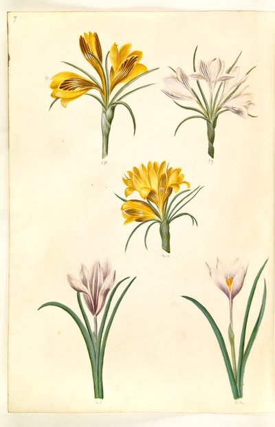 Çiğdem angustifolius (Balkan çiğdem); Çiğdem versicolor (alp çiğdem); Çiğdem vernus (?) (Bahar çiğdem) by Hans Simon Holtzbecker