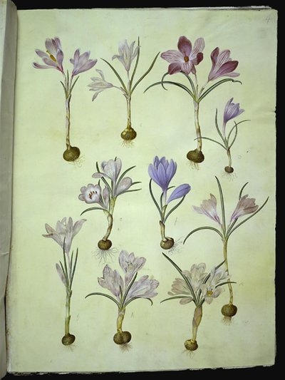 Çiğdem vernus (bahar çiğdem) by Hans Simon Holtzbecker