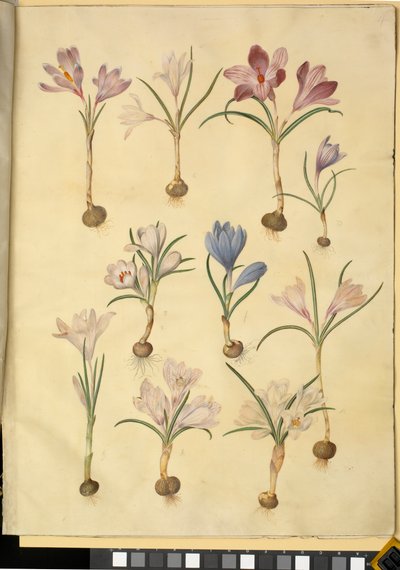 Crocus vernus (yabani çiğdem) by Hans Simon Holtzbecker