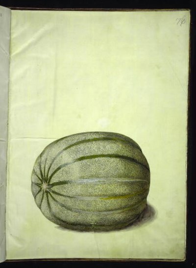 Cucumis melo (kavun) by Hans Simon Holtzbecker