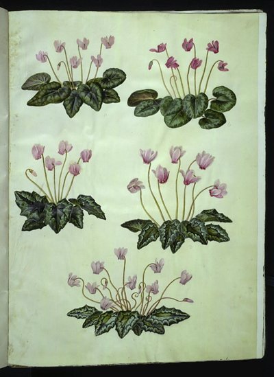 Siklamen purpurascens (gerçek alpin menekşe); Siklamen hederifolium (sarmaşık yapraklı alp menekşesi) by Hans Simon Holtzbecker