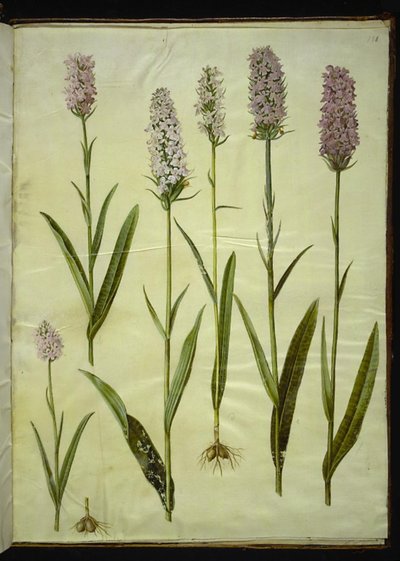 Dactylorhiza maculata (benekli guguk otu) by Hans Simon Holtzbecker