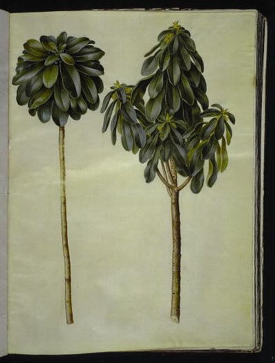 Defne laureola (laurbær-dafne) by Hans Simon Holtzbecker
